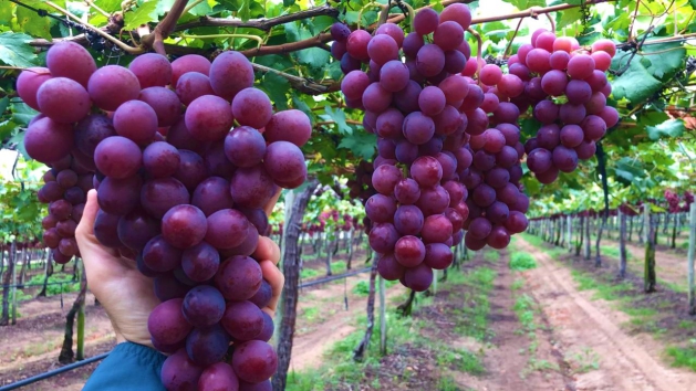 Red Globe grape picture