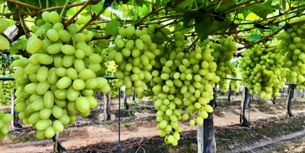Thompson grape picture
